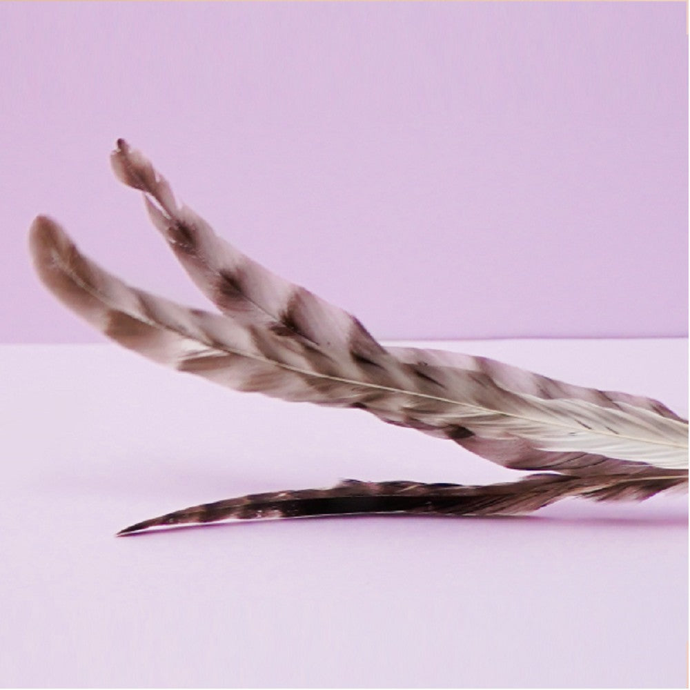 Three Chicken Cat Teaser