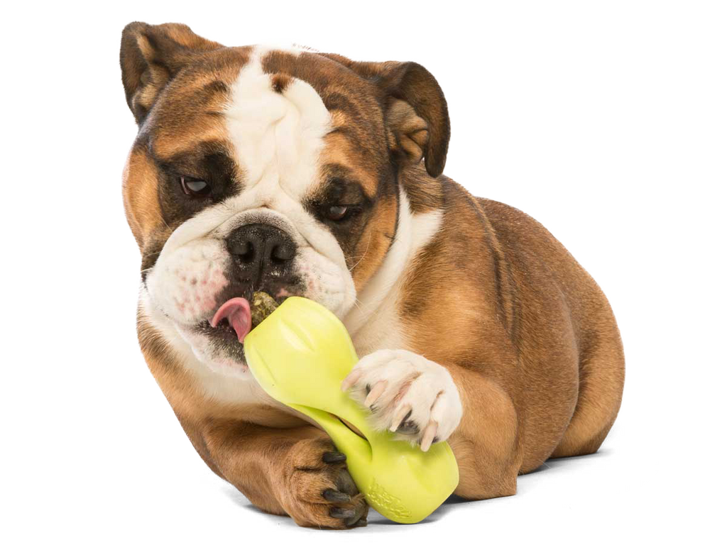 Interactive Dog Treat Dispensing Chew Toy Puzzle for Boredom Relief, Durable Food Holder Toy for Small and Large Dogs, Aqua / Tangerine / Green