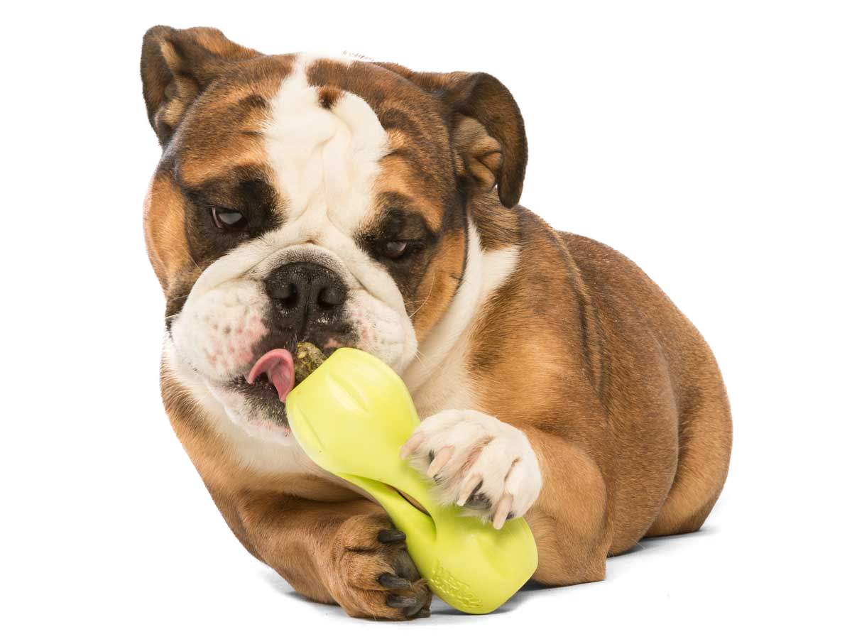 Interactive Dog Treat Dispensing Chew Toy Puzzle for Boredom Relief, Durable Food Holder Toy for Small and Large Dogs, Aqua / Tangerine / Green